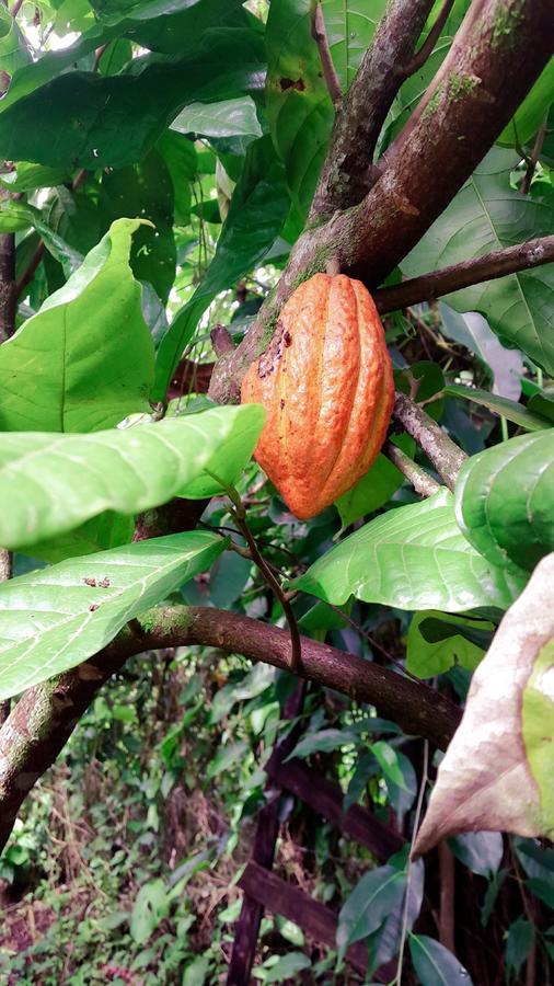 Hotel Cacao Rio Celeste Bijagua Kültér fotó